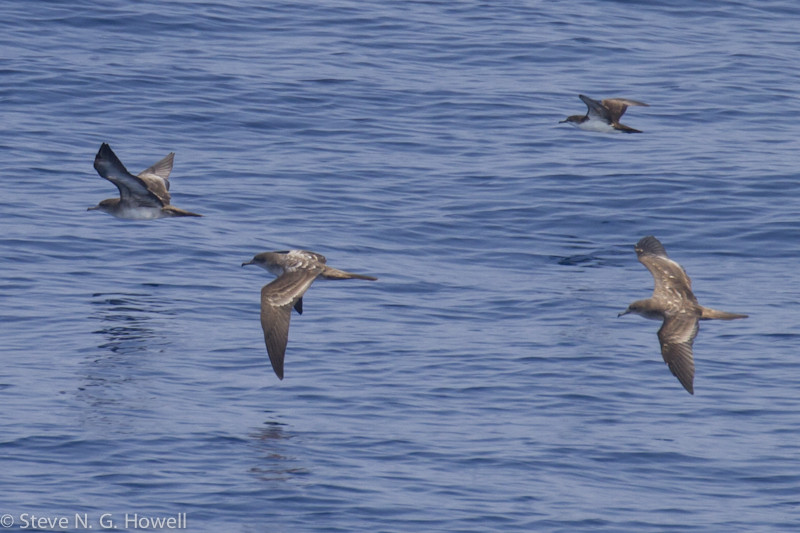 … but we should still find flocks of Wedge-tailed and perhaps Galapagos Shearwaters. Credit: Steve Howell
